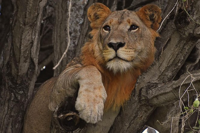 Uganda Gorillas and Game Safari - 10 Days - Pickup Details