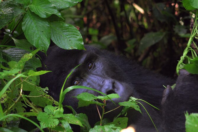 Uganda Gorillas and Game Safari - 10 Days - Reviews and Ratings