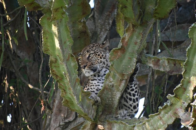 Uganda Wildlife & Activity Holiday - 15 Days - Booking Details
