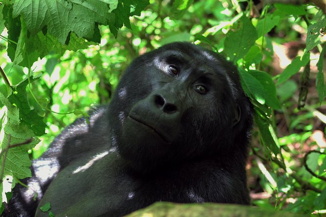 Uganda Wildlife Holiday - 8 Days - Included Meals