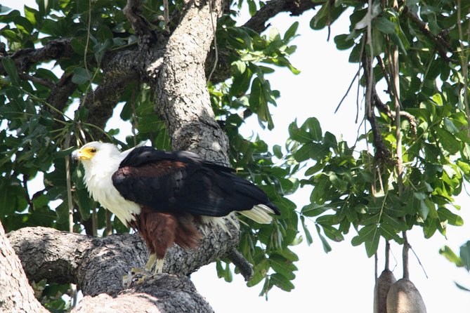 Uganda Wildlife Holiday - 8 Days - Pickup and Accessibility