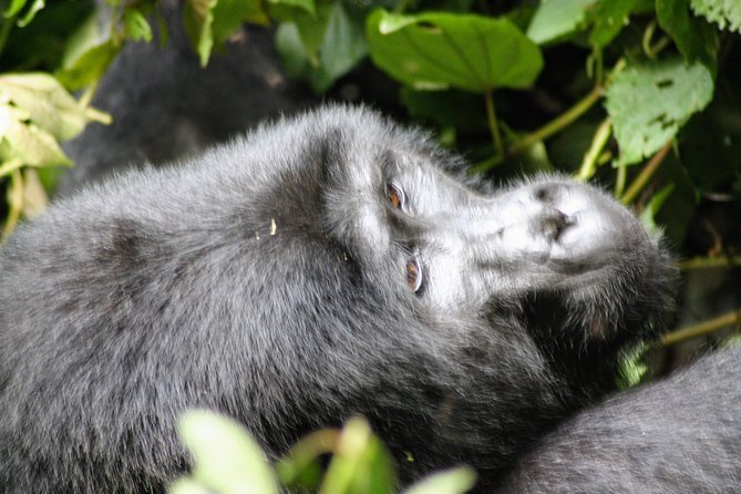 Uganda Wildlife Holiday - 8 Days - Booking Details