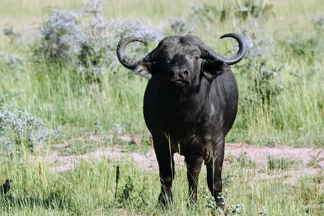 Uganda Wildlife Holiday - 8 Days - What to Expect