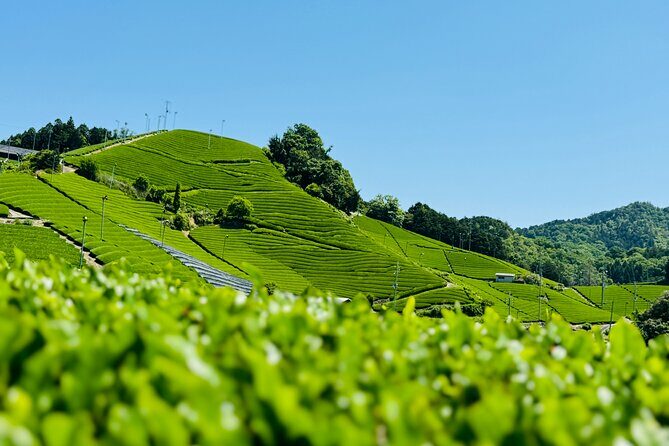 Uji and Wazuka Matcha Farm Half Day Private Guided Tour - Key Points