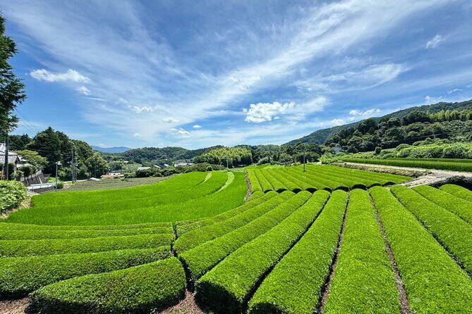 Uji and Wazuka Matcha Farm Half Day Private Guided Tour - The Sum Up: Is This Tour Worth It?