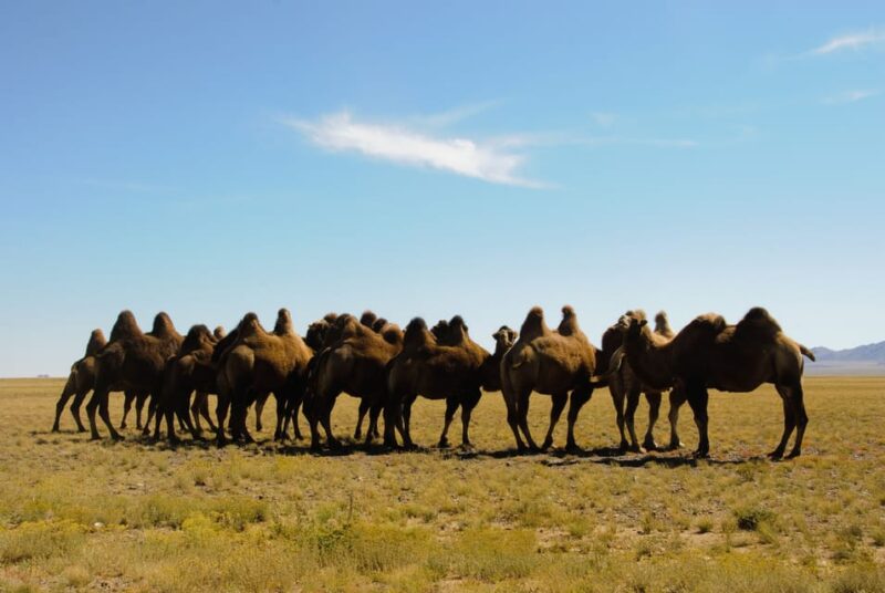 Ulaanbaatar: Semi-Gobi Desert Day Trip & Camel Ride - Highlights of the Tour