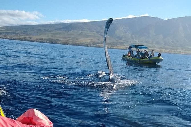 Ultimate 2 Hour Exclusive VIP Whale Watch Tour - Meeting and Pickup