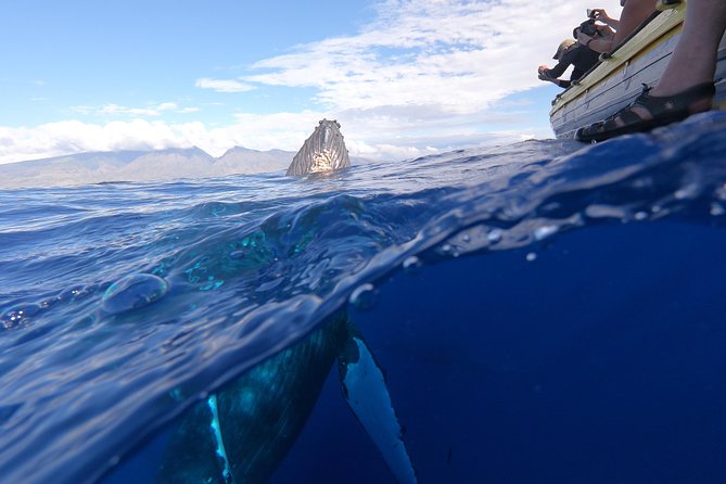 Ultimate 2 Hour Exclusive VIP Whale Watch Tour - Restrictions and Requirements