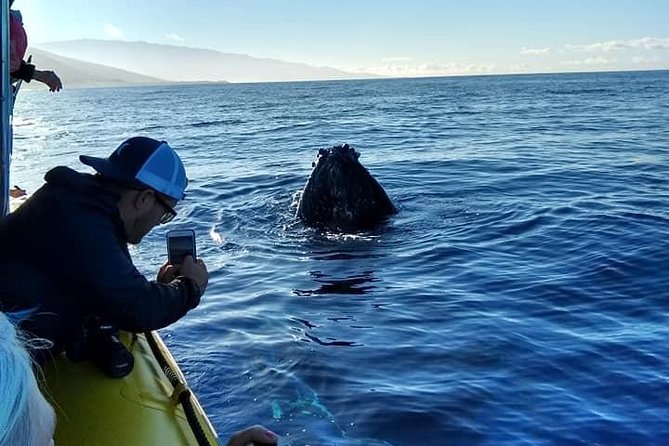 Ultimate 2 Hour Exclusive VIP Whale Watch Tour - Excursion Highlights