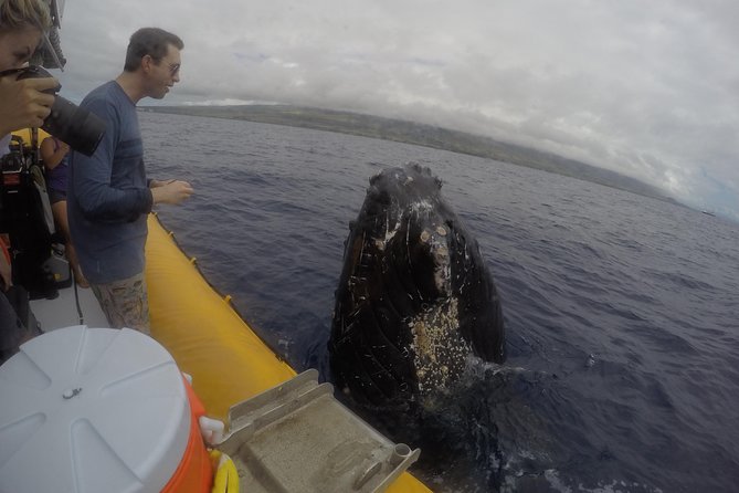 Ultimate 2 Hour Exclusive VIP Whale Watch Tour - Tour Details