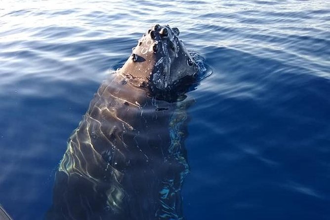 Ultimate 2 Hour Small Group Whale Watch Tour - Cancellation Policy