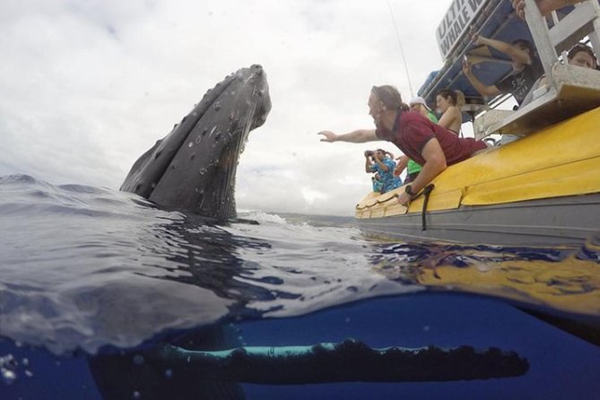 Ultimate 2 Hour Small Group Whale Watch Tour - Whale Watching Experience