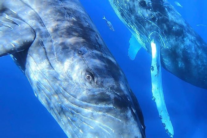 Ultimate 2 Hour Small Group Whale Watch Tour - Abundant Whale Sightings