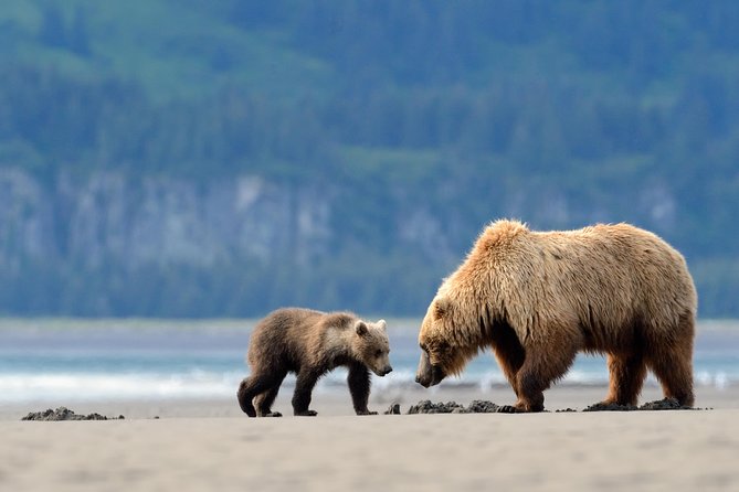 Ultimate Alaskan Adventure: Ocean Wildlife to Interior Wilderness 9 Day/8 Nights - Guest Reviews