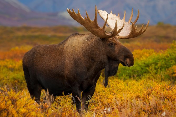 Ultimate Alaskan Adventure: Ocean Wildlife to Interior Wilderness 9 Day/8 Nights - Booking Confirmation