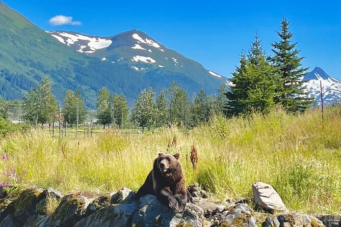 Ultimate Anchorage Summer Wildlife Tour - Health and Accessibility