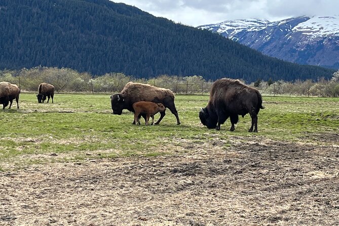 Ultimate Anchorage Summer Wildlife Tour - Highlights of the Tour Experience