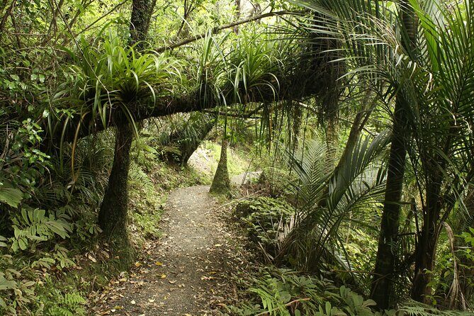 Ultimate Auckland Experience Full Day Tour with Brewery Lunch - Who Is This Tour Best For?