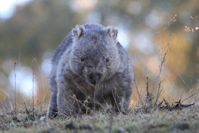 Ultimate Blue Mountains and Wildlife Tour - Health and Accessibility