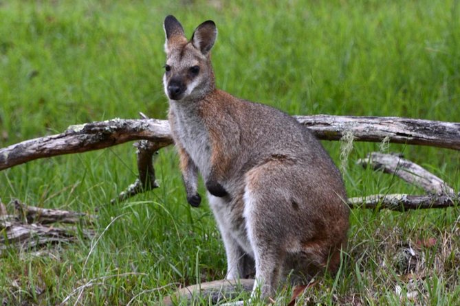 Ultimate Blue Mountains and Wildlife Tour - Tour Highlights and Itinerary