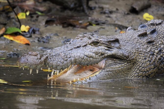 Ultimate Daintree Rainforest Wildlife Experience Cruise - Spotting Crocodiles and Wildlife