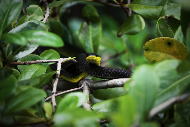 Ultimate Daintree Rainforest Wildlife Experience Cruise - Complimentary Refreshments and Amenities