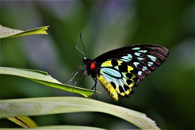Ultimate Daintree Rainforest Wildlife Experience Cruise - Highly Rated Cruise Experience