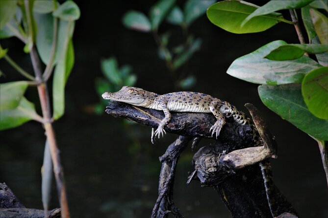 Ultimate Daintree Rainforest Wildlife Experience Cruise - Immersive Learning Opportunities