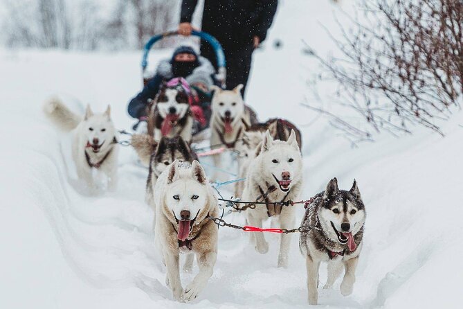 Ultimate Dog Sledding Tour - Day Trip From Ottawa & Gatineau - Meeting & Pickup