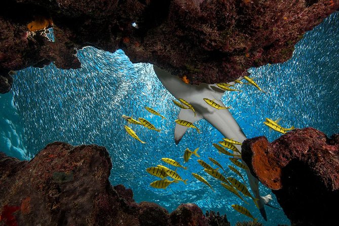 Ultimate Encounter Snorkel With Sharks in Fiji - Itinerary and Inclusions