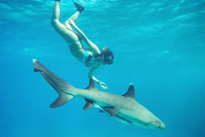 Ultimate Encounter Snorkel With Sharks in Fiji - Participant Reviews and Feedback
