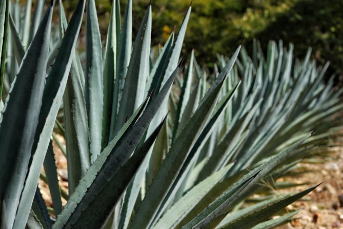Ultimate Hierve El Agua Hike + Mezcal - Tour Accessibility and Restrictions