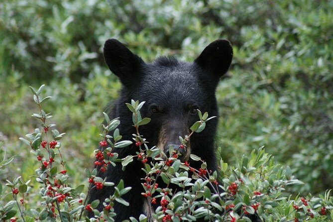 Ultimate Jasper Nature Walk - Value for Money