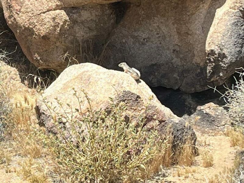 Ultimate Joshua Tree National Park Private Group Adventure - Source