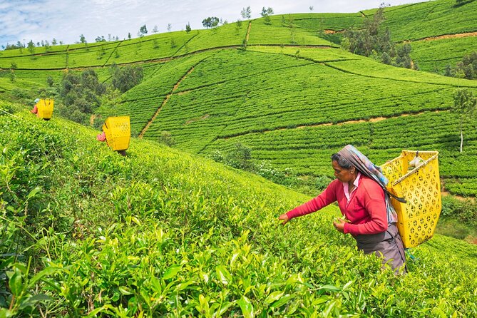 Ultimate Journey in Sri Lanka 4 Day Tours - Itinerary and Activities