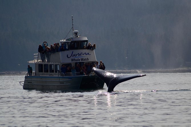 Ultimate Juneau Whale Watch - Wildlife Encounters