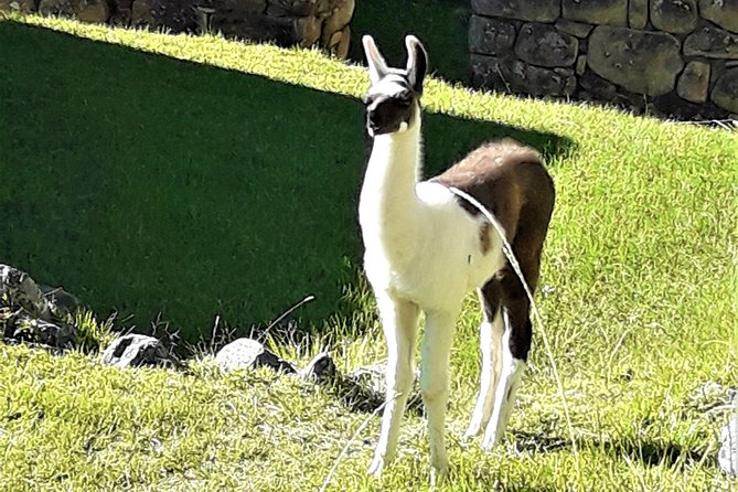 Ultimate Lares Trek & Inca Trail 5 Days - Dietary Accommodations