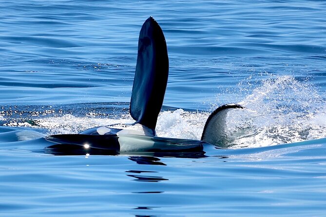 Ultimate Marine Whale & Wildlife Tour - Additional Information