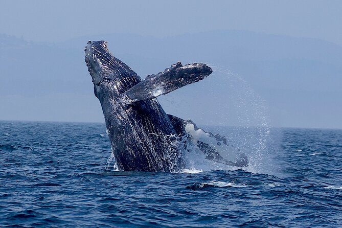 Ultimate Marine Whale & Wildlife Tour - Exploring Vancouver Islands Coast