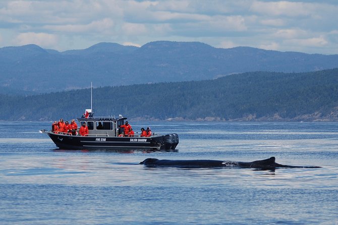 Ultimate Marine Whale & Wildlife Tour - Spotting Majestic Marine Wildlife