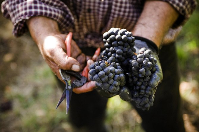 Ultimate Mornington Peninsula Food and Wine Small Group Tour - Transportation and Logistics