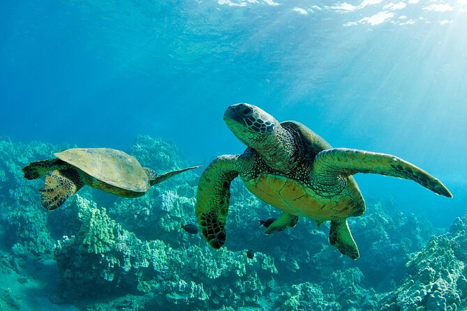 Ultimate North Shore Adventure: Full-Day Hawaiian Experience - Key Points