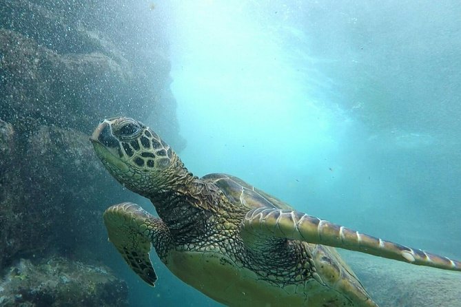 Ultimate Ocean Encounters Midday Snorkel - Key Points