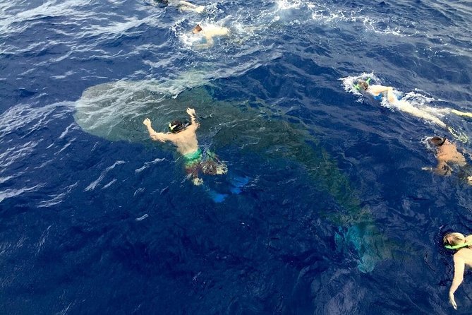 Ultimate Ocean Encounters Midday Snorkel - Customer Reviews and Ratings