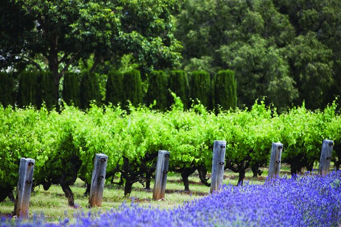 Ultimate Penfolds Magill Estate Experience - Premium Wines Tasted
