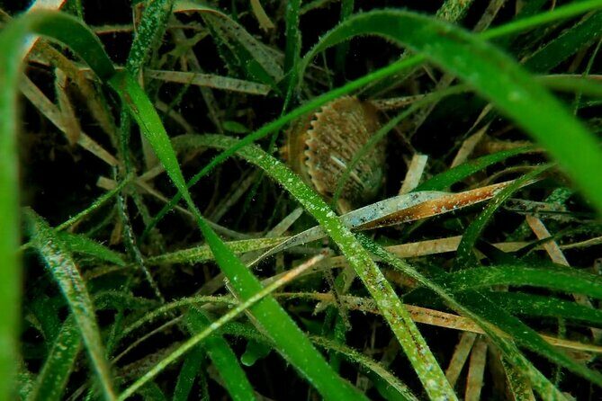 Ultimate Private Scalloping Adventure in Crystal River - An In-Depth Look at the Crystal River Scalloping Tour