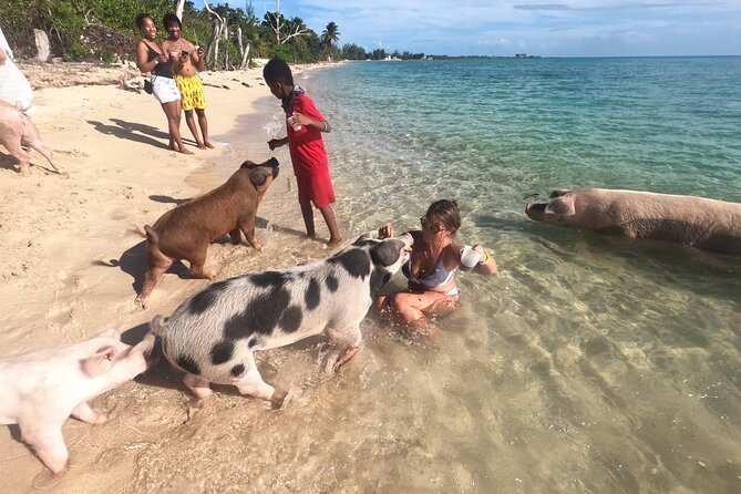 Ultimate SeaXscape! Pigs, Turtles, Snorkel, Lunch, Pickup/Dropoff - Interacting With Swimming Pigs