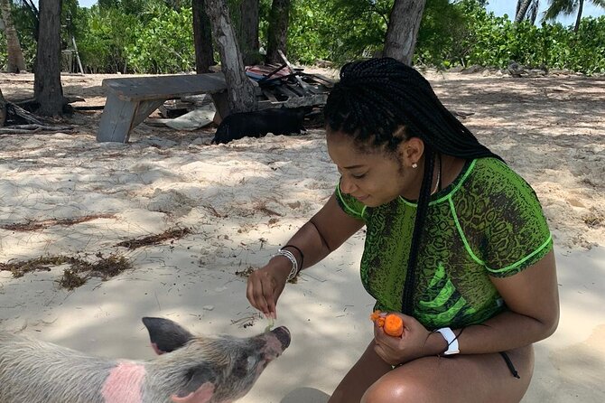 Ultimate SeaXscape! Pigs, Turtles, Snorkel, Lunch, Pickup/Dropoff - Customer Reviews and Feedback
