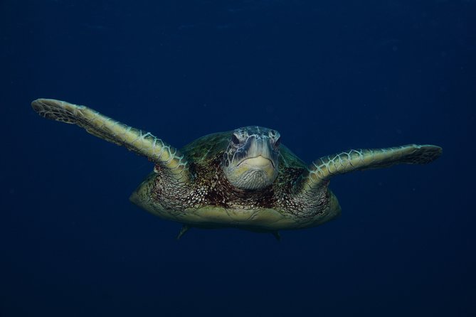 Ultimate Shore Snorkeling Adventure on Kauai - Participant Limits and Cancellation