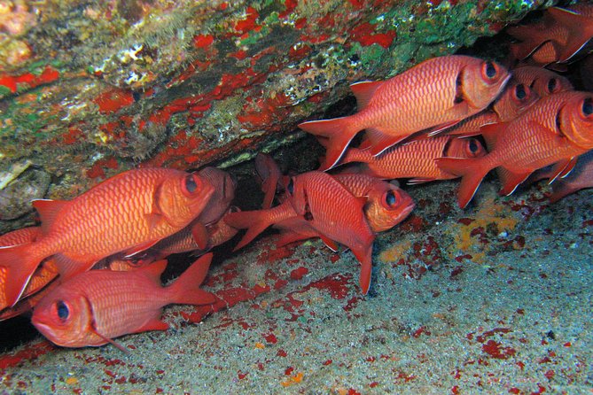 Ultimate Shore Snorkeling Adventure on Kauai - Pricing and Reservation